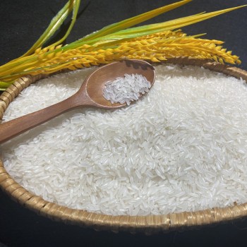 gaongoctroi-gao-st25